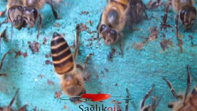 Photo of Cinayet Hornetleri Kovanlarını Tehdit Ettiğinde Arılar Kovanlarını Hayvan Dışkılarıyla Süslerler