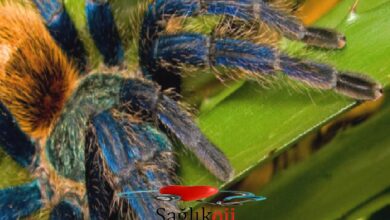 Photo of Neden Bu Kadar Mavi, Tarantula?  Bir Gizem Yeni Bir İpucu Alır