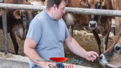 Photo of Süt Çiftçiliği İneklere Zalim mi?