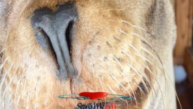 Photo of Yeni Beyin Cerrahisi Sea Lion’da Epilepsiyi Tersine Çevirmeyi İstiyor