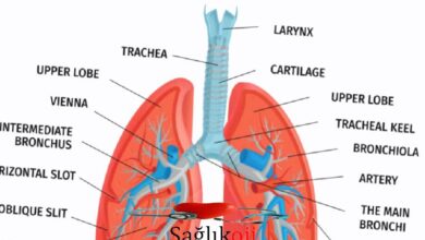 Photo of Akciğerlerimiz hakkında kısa bilgiler
