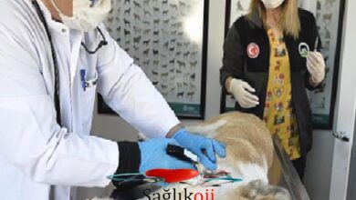Photo of Boynunu jiletli telin kestiği köpek sıhhatine kavuştu